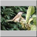 Parus palustris - Sumpfmeise 06.jpg